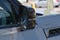 2026 INFINITI QX80 Autograph 4WD